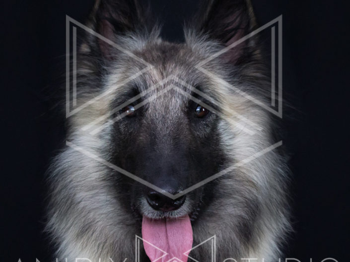 portrait chien toulouse berger belge tervueren