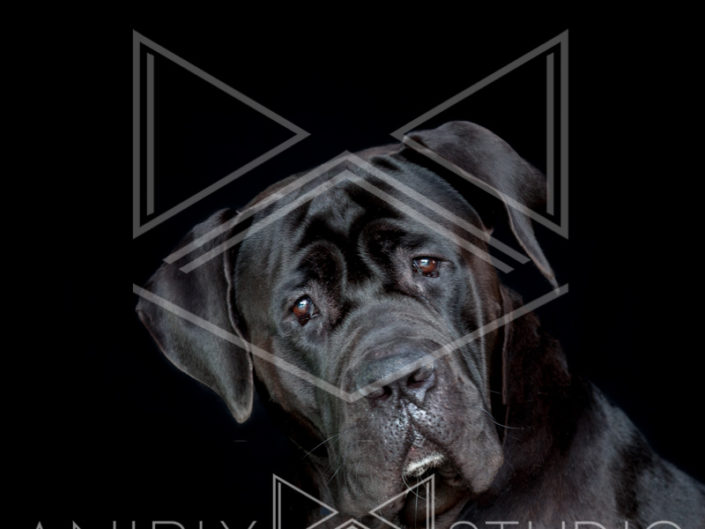 portrait chien toulouse cane corso noir