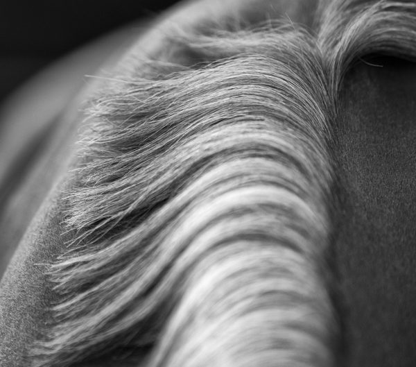 Photographe equestre chevaux bordeaux toulouse