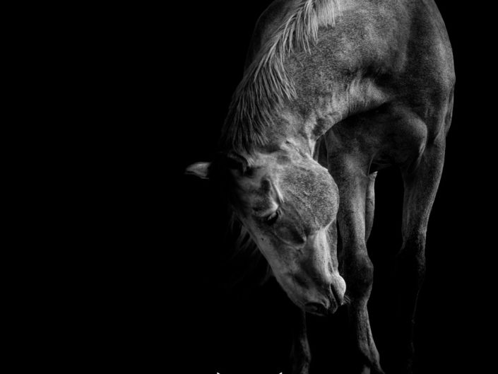 Photographe équin chevaux bordeaux toulouse