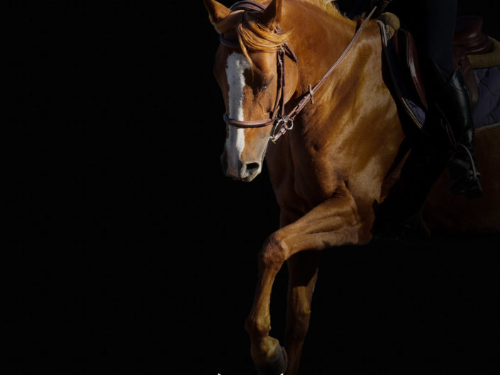 Photographe équin chevaux bordeaux toulouse