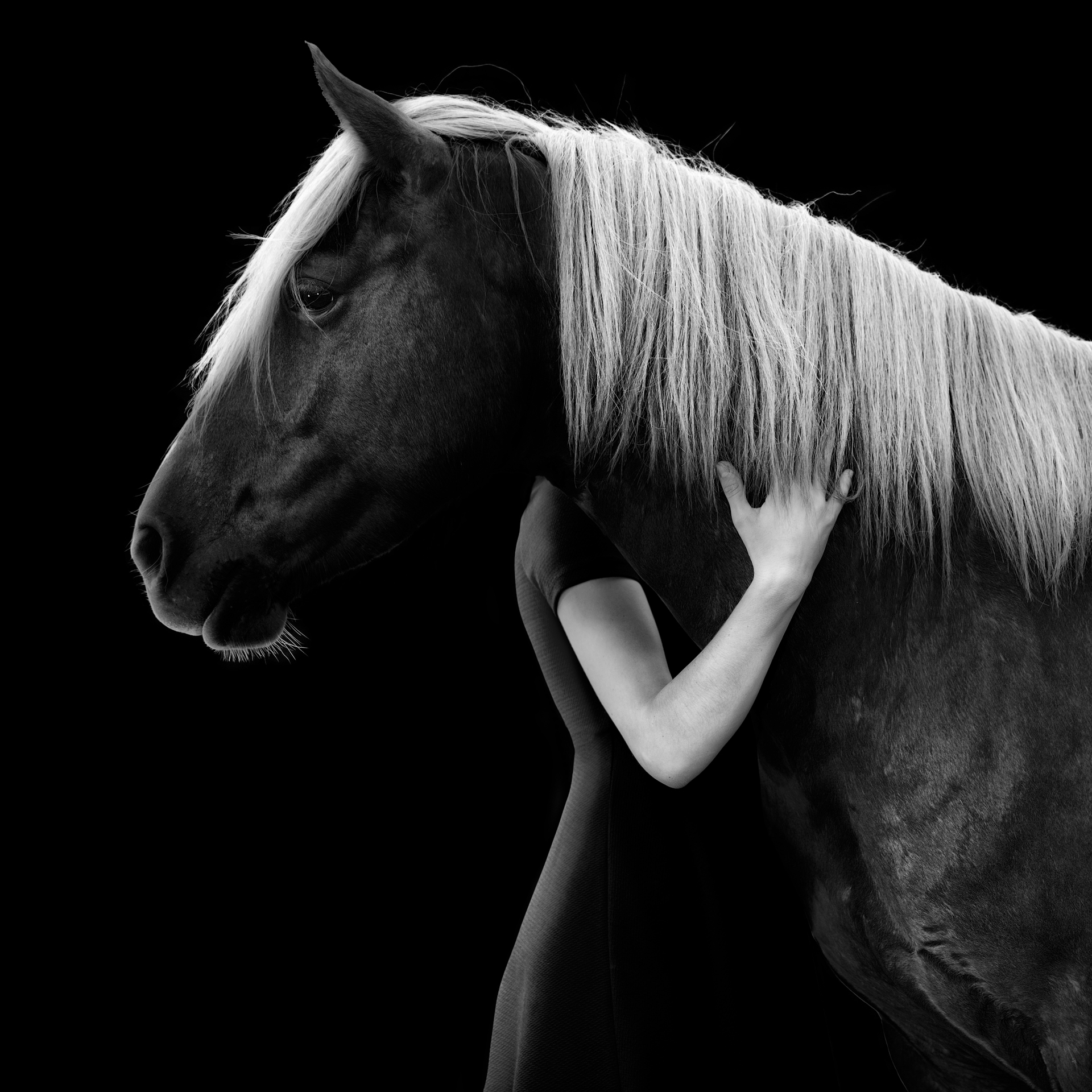 photographie artistique cheval passion